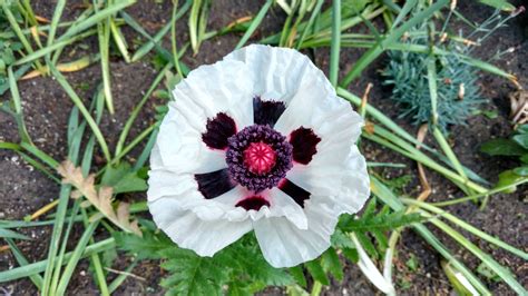 First poppy flower of the season : gardening