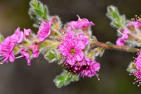 Kunzea (Kunzea) – A to Z Flowers