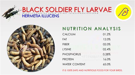 BLACK SOLDIER FLY LARVAE