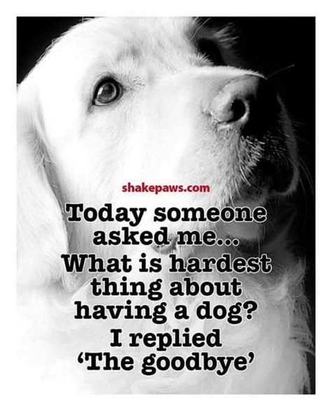 100+ best Grief and Pet Loss images by Kingston Animal Hospital on ...