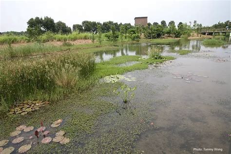 Hong Kong Wetland Park