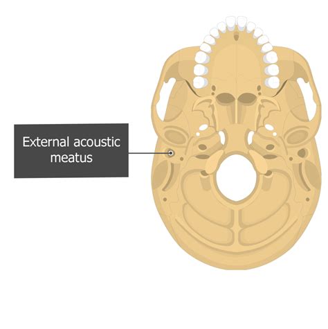 External Auditory Meatus Anatomy