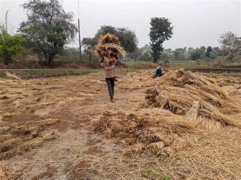 Paddy straw harvesting - PixaHive