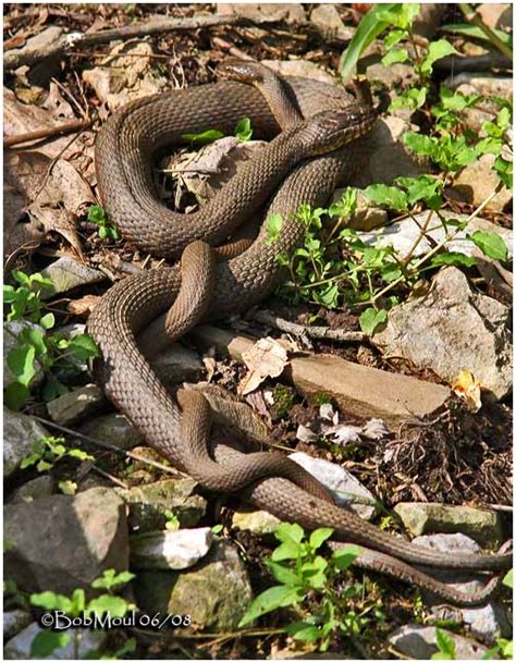 Northern Water Snakes-Mating photo - Bob Moul photos at pbase.com