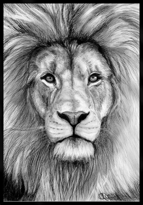 Pin by KE on animales colorido | Pencil drawings of animals, Lion face drawing, Lion sketch