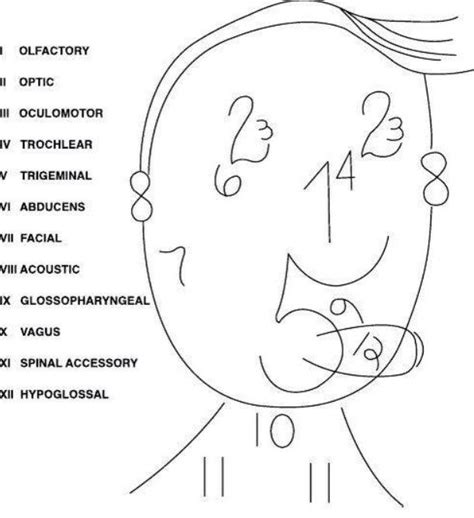 12 Cranial Nerves ALL Mnemonics 2023 [Includes Clean, Dirty, Harry ...