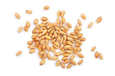 Wheat - Grains & Legumes Nutrition Council