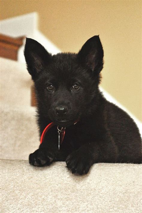 Black German Shepherd Puppies Az - German Shepherd Puppies For Sale ...