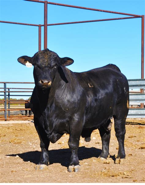 Brangus Cattle Origin and Characteristics - Texas Landowners Association