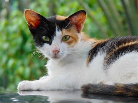 30 Memorable Calico Cat Names to Browse Before You Choose - A-Z Animals