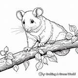 Possum Coloring Pages  Free & Printable sketch template