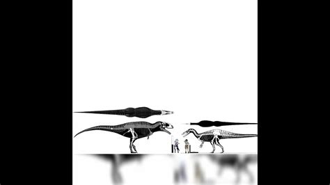 Carcharodontosaurus And Suchomimus Size Comparison - YouTube