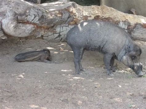 Visayan Warty Pig - Facts, Diet, Habitat & Pictures on Animalia.bio