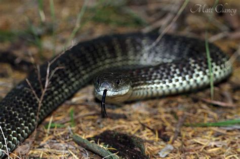 Tiger Snake - Learn About Nature