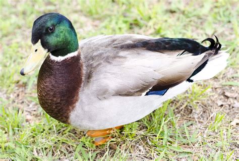 How to Care for a Pet Duck: 7 Steps (with Pictures) - wikiHow