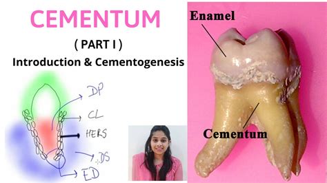 CEMENTUM - A DYNAMIC TISSUE ( Part I ) II Introduction & Cementogenesis ...