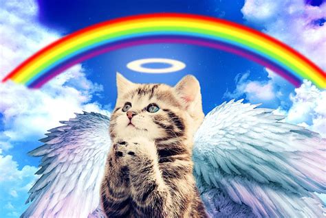 Rainbow Cat Digital Art by Johnnie Art - Fine Art America