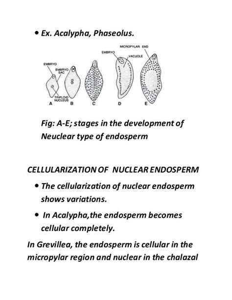 Types of endosperm