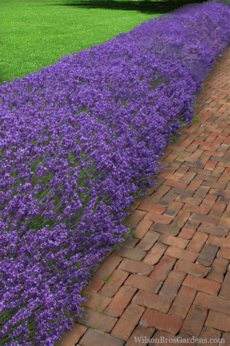 Buy Hidcote Blue English Lavender Plants - FREE SHIPPING - Quart Pot Size For Sale Online From ...