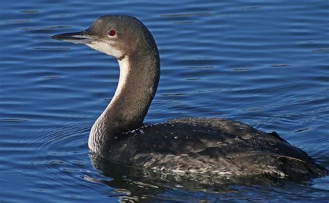 Twitching a Pacific Loon in Oyster Bay - 10,000 Birds