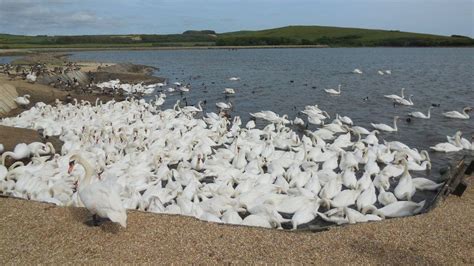 Abbotsbury Swannery 'clear of bird flu' - BBC News