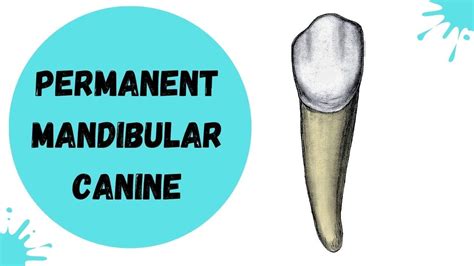 Mandibular Canine