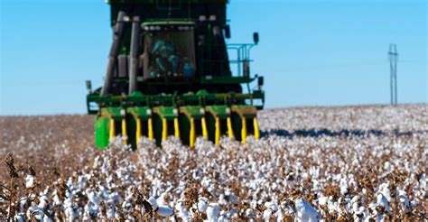 No surprises with 2021 Oklahoma cotton harvest | Oklahoma State University