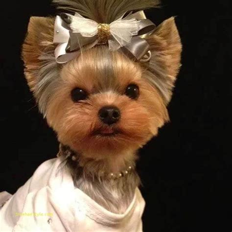 Amazing Cute Short Yorkie Haircuts | TrueHairstyle