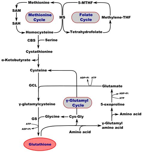 Molecules | Free Full-Text | Glutathione in Brain Disorders and Aging