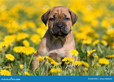 Dogo Canario puppy stock image. Image of cute, freshness - 6067605