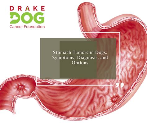 Stomach Tumors in Dogs: Symptoms, Diagnosis, and Options – Drake Dog Cancer Foundation