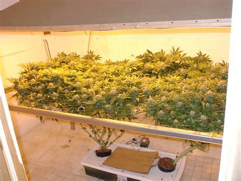 Fastest Way To Grow Marijuana