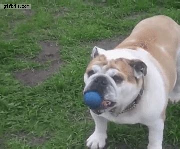 Bulldog GIF - Find & Share on GIPHY