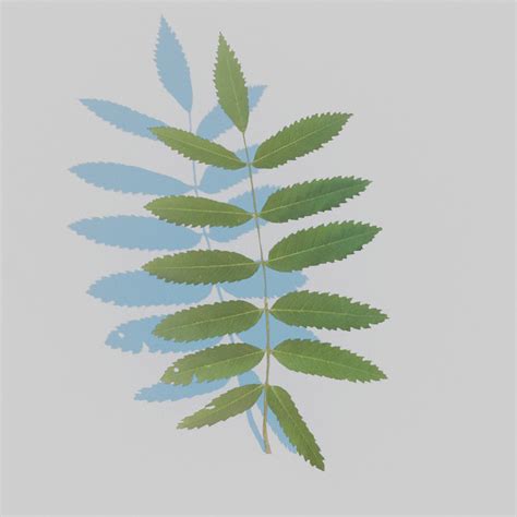 ArtStation - Mountain Ash Leaves Pack | Resources