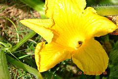 Category:Insects on Cucurbita pepo flowers - Wikimedia Commons