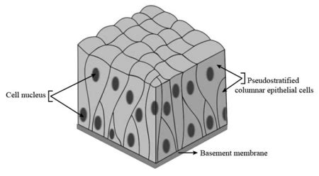 Stratified Squamous Epithelium Drawing