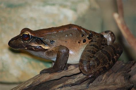 Mountain Chicken | Leptodactylus fallax Bristol Zoo 11.9.13 | James L ...