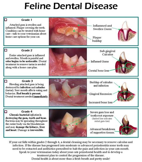 Don’t Ignore the Signs of Dental Disease in Cats