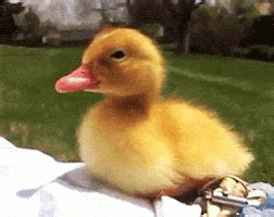 Cute Duck GIFs - Get the best GIF on GIPHY