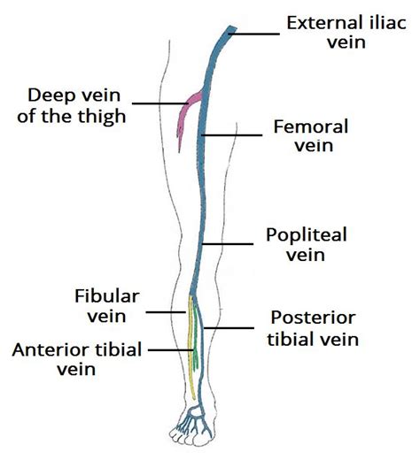 7 best anatomy! images on Pinterest | Physiology, Anatomy and Anatomy reference