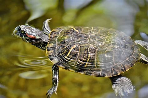 How to Tell if Your Tortoise Is Dehydrated: Signs to Look for