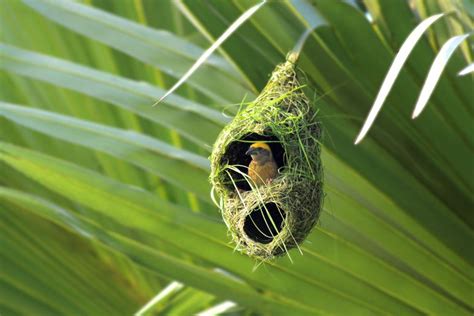 How to Identify a Bird Nest