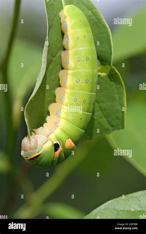 Spicebush swallowtail caterpillar Stock Photo - Alamy