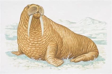 Print of Illustration, Walrus (Odobenus rosmarus) sitting on icy surface, side view | Odobenus ...