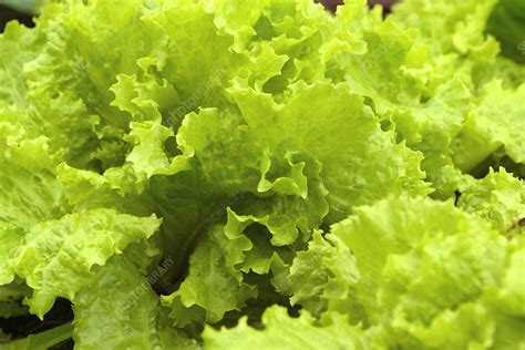 Organic lettuce - Stock Image - E768/0647 - Science Photo Library