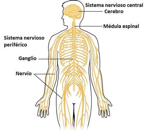 Sistema nervioso humano: partes y funciones (con imágenes) - Lifeder | Sistema nervioso, Sistema ...