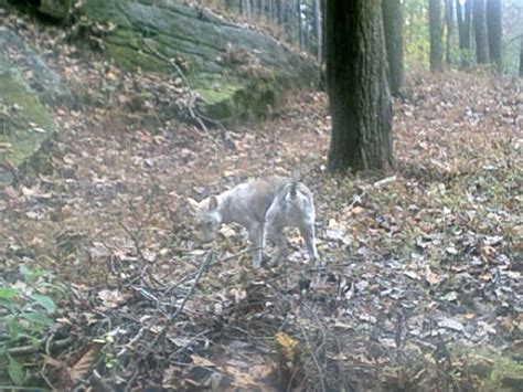 Sightings - Tasmanian wolves