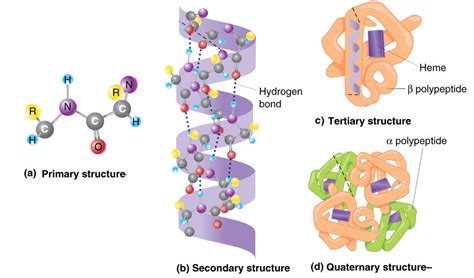 #13. Protein - Primary, Secondary, Tertiary and Quaternary structure | Biology Notes for A level