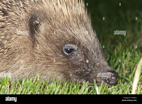 Hedgehog infested with ticks Stock Photo - Alamy