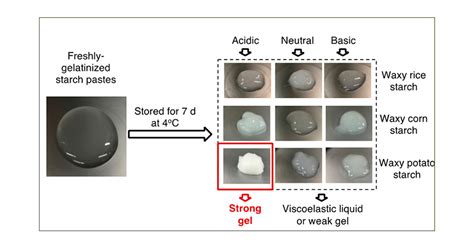 Stored Gelatinized Waxy Potato Starch Forms a Strong Retrograded Gel at ...